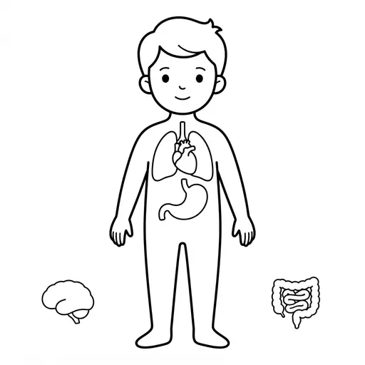 Human Body Coloring Page — Anatomy Diagram with Major Organs